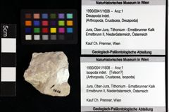 Foto (Objket + Etiketten) von Goniodromites bidentatus (Reuss, 1858) 